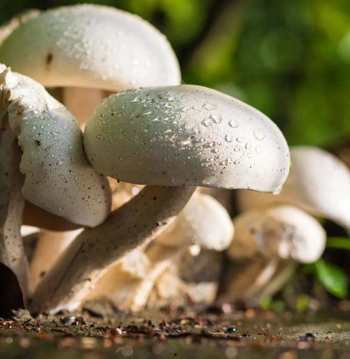 黑料吃瓜网蘑菇视频,揭秘娱乐圈幕后真相