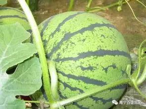 马雨萱吃瓜黑料,揭秘娱乐圈的“黑料”风云